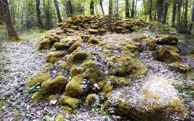 C5 la Forêt – recherches archéologiques en sous-bois